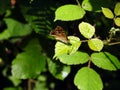 Living nature, beautiful orange and black colors, seeling a butterfly resting Royalty Free Stock Photo