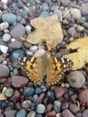 Butterfly enjoying a rest on rocks Royalty Free Stock Photo