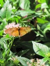 Butterfly enjoying a sip of nectar in a botanical garden