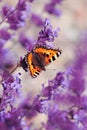 Butterfly enjoying the sun on a lavender petal