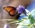Butterfly: ephemeral beauty, iridescent and opalescent Royalty Free Stock Photo