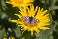 Cynthia fritillary butterfly Euphydryas cynthia Royalty Free Stock Photo