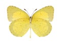 Butterfly Eurema brigitta (female) (underside)