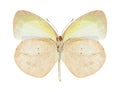 Butterfly Eurema daira (male),(underside) Royalty Free Stock Photo