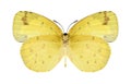 Butterfly Eurema hecabe (female) (underside) Royalty Free Stock Photo