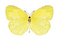 Butterfly Eurema hecabe (female) (underside) Royalty Free Stock Photo