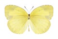 Butterfly Eurema hecabe (female) (underside) Royalty Free Stock Photo