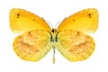 Butterfly Eurema nicippe (female) (underside) Royalty Free Stock Photo