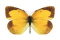 Butterfly Eurema nicippe (female) Royalty Free Stock Photo