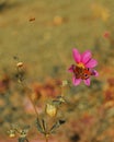 Butterfly European peacock Aglais io on purple flower and flying honey bee. Autumn landscape Royalty Free Stock Photo