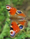 Butterfly - European Peacock (Inachis io)
