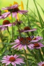 Butterfly European peacock Inachis io on a flower of Echinacea purpurea on the blurred background