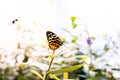 The Insectarium in New Orleans