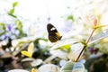 The Insectarium in New Orleans