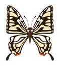 butterfly exotic illustration