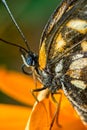 Butterfly in extreme closeup photo - Macro photography of butterfly on yellow flower Royalty Free Stock Photo