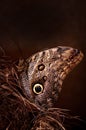 Butterfly, eyes Royalty Free Stock Photo