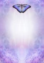 Butterfly Eyes Spiritual Concept Template Royalty Free Stock Photo