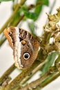 Butterfly with eyespots on brown colored wings Royalty Free Stock Photo