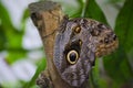 Butterfly eyespots Royalty Free Stock Photo