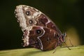 Butterfly eyespots Royalty Free Stock Photo