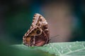 Butterfly eyespots Royalty Free Stock Photo