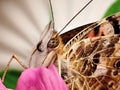 Butterfly face close up - dotted eyes