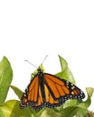 Butterfly facing up Royalty Free Stock Photo