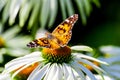 A butterfly from the family of the nymphalides is an admiral