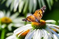 A butterfly from the family of the nymphalides is an admiral, sits on a large garden daisy