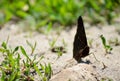 Butterfly Royalty Free Stock Photo