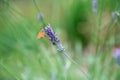 butterfly of Fathead Family Hesperiidae collects nectar on a sprig of lavender