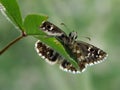 The butterfly of Fathead Family Hesperiidae on a green leaf