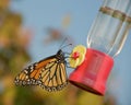 Butterfly at feeder.