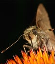 Butterfly feeding Royalty Free Stock Photo