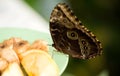 Butterfly feeding from apple Royalty Free Stock Photo