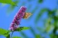 Butterfly feeding on Buddleia Buddleiaceae, buddleia, Butterflybush, Summer Lilac Royalty Free Stock Photo