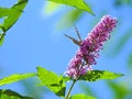 Butterfly feeding on Buddleia Buddleiaceae, buddleia, Butterflybush, Summer Lilac Royalty Free Stock Photo