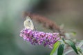 Pieris rapae, butterfly feeding on purple butterfly bush Royalty Free Stock Photo