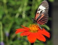 Butterfly Feeding