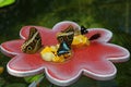 Butterflies sitting on coral-pink ceramic flower