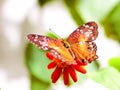 Butterfly feeding on flower