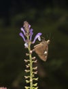 Butterfly Feeding on flower nector at Garo Hills,Meghalaya,India