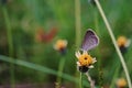 Butterfly feeding;flower Royalty Free Stock Photo