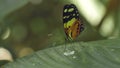 Butterfly Feeding On Leaf (Heliconiinae)