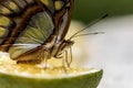 Butterfly feeding on a lemon in the beautiful Xcaret park in the Mayan Riviera of Mexic