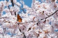 Butterfly feeding on a peach blossom in early spring Royalty Free Stock Photo