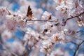 Butterfly feeding on a peach blossom in early spring Royalty Free Stock Photo