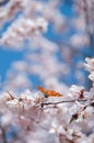 Butterfly feeding on a peach blossom in early spring Royalty Free Stock Photo