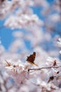 Butterfly feeding on a peach blossom in early spring Royalty Free Stock Photo